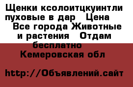 Щенки ксолоитцкуинтли пуховые в дар › Цена ­ 1 - Все города Животные и растения » Отдам бесплатно   . Кемеровская обл.